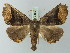  (Pero inferna - BC ZSM Lep 73601)  @11 [ ] CreativeCommons - Attribution Non-Commercial Share-Alike (2015) Axel Hausmann/Bavarian State Collection of Zoology (ZSM) SNSB, Zoologische Staatssammlung Muenchen