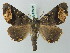  (Pero refna - BC ZSM Lep 73602)  @11 [ ] CreativeCommons - Attribution Non-Commercial Share-Alike (2015) Axel Hausmann/Bavarian State Collection of Zoology (ZSM) SNSB, Zoologische Staatssammlung Muenchen