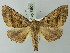  (Pero consimilis - BC ZSM Lep 73605)  @15 [ ] CreativeCommons - Attribution Non-Commercial Share-Alike (2015) Axel Hausmann/Bavarian State Collection of Zoology (ZSM) SNSB, Zoologische Staatssammlung Muenchen