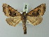  (Pero variaria - BC ZSM Lep 73607)  @11 [ ] CreativeCommons - Attribution Non-Commercial Share-Alike (2015) Axel Hausmann/Bavarian State Collection of Zoology (ZSM) SNSB, Zoologische Staatssammlung Muenchen
