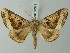  ( - BC ZSM Lep 73611)  @11 [ ] CreativeCommons - Attribution Non-Commercial Share-Alike (2015) Axel Hausmann/Bavarian State Collection of Zoology (ZSM) SNSB, Zoologische Staatssammlung Muenchen