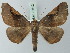 ( - BC ZSM Lep 73612)  @11 [ ] CreativeCommons - Attribution Non-Commercial Share-Alike (2015) Axel Hausmann/Bavarian State Collection of Zoology (ZSM) SNSB, Zoologische Staatssammlung Muenchen