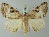  ( - BC ZSM Lep 73614)  @13 [ ] CreativeCommons - Attribution Non-Commercial Share-Alike (2015) Axel Hausmann/Bavarian State Collection of Zoology (ZSM) SNSB, Zoologische Staatssammlung Muenchen