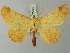  (Ennomos autumnaria - BC ZSM Lep 73622)  @15 [ ] CreativeCommons - Attribution Non-Commercial Share-Alike (2015) Axel Hausmann/Bavarian State Collection of Zoology (ZSM) SNSB, Zoologische Staatssammlung Muenchen