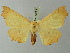  (Ennomos sareptana - BC ZSM Lep 73623)  @14 [ ] CreativeCommons - Attribution Non-Commercial Share-Alike (2015) Axel Hausmann/Bavarian State Collection of Zoology (ZSM) SNSB, Zoologische Staatssammlung Muenchen