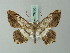  (Chiasmia affinis - BC ZSM Lep 73730)  @11 [ ] CreativeCommons - Attribution Non-Commercial Share-Alike (2015) Axel Hausmann/Bavarian State Collection of Zoology (ZSM) SNSB, Zoologische Staatssammlung Muenchen
