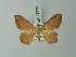  (Macaria discata - BC ZSM Lep 73736)  @11 [ ] CreativeCommons - Attribution Non-Commercial Share-Alike (2015) Axel Hausmann/Bavarian State Collection of Zoology (ZSM) SNSB, Zoologische Staatssammlung Muenchen