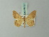  ( - BC ZSM Lep 73738)  @11 [ ] CreativeCommons - Attribution Non-Commercial Share-Alike (2015) Axel Hausmann/Bavarian State Collection of Zoology (ZSM) SNSB, Zoologische Staatssammlung Muenchen