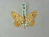  (Macaria agrammata - BC ZSM Lep 73740)  @11 [ ] CreativeCommons - Attribution Non-Commercial Share-Alike (2015) Axel Hausmann/Bavarian State Collection of Zoology (ZSM) SNSB, Zoologische Staatssammlung Muenchen