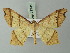  ( - BC ZSM Lep 73741)  @11 [ ] CreativeCommons - Attribution Non-Commercial Share-Alike (2015) Axel Hausmann/Bavarian State Collection of Zoology (ZSM) SNSB, Zoologische Staatssammlung Muenchen