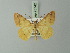  (Macaria disceptata - BC ZSM Lep 73742)  @11 [ ] CreativeCommons - Attribution Non-Commercial Share-Alike (2015) Axel Hausmann/Bavarian State Collection of Zoology (ZSM) SNSB, Zoologische Staatssammlung Muenchen