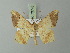  ( - BC ZSM Lep 73743)  @11 [ ] CreativeCommons - Attribution Non-Commercial Share-Alike (2015) Axel Hausmann/Bavarian State Collection of Zoology (ZSM) SNSB, Zoologische Staatssammlung Muenchen