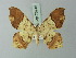  ( - BC ZSM Lep 73745)  @11 [ ] CreativeCommons - Attribution Non-Commercial Share-Alike (2015) Axel Hausmann/Bavarian State Collection of Zoology (ZSM) SNSB, Zoologische Staatssammlung Muenchen