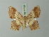  ( - BC ZSM Lep 73749)  @11 [ ] CreativeCommons - Attribution Non-Commercial Share-Alike (2015) Axel Hausmann/Bavarian State Collection of Zoology (ZSM) SNSB, Zoologische Staatssammlung Muenchen