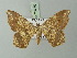  (Macaria salsa - BC ZSM Lep 73750)  @11 [ ] CreativeCommons - Attribution Non-Commercial Share-Alike (2015) Axel Hausmann/Bavarian State Collection of Zoology (ZSM) SNSB, Zoologische Staatssammlung Muenchen