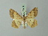  ( - BC ZSM Lep 73756)  @11 [ ] CreativeCommons - Attribution Non-Commercial Share-Alike (2015) Axel Hausmann/Bavarian State Collection of Zoology (ZSM) SNSB, Zoologische Staatssammlung Muenchen