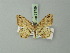  ( - BC ZSM Lep 73759)  @11 [ ] CreativeCommons - Attribution Non-Commercial Share-Alike (2015) Axel Hausmann/Bavarian State Collection of Zoology (ZSM) SNSB, Zoologische Staatssammlung Muenchen