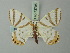  ( - BC ZSM Lep 73795)  @11 [ ] CreativeCommons - Attribution Non-Commercial Share-Alike (2015) Axel Hausmann/Bavarian State Collection of Zoology (ZSM) SNSB, Zoologische Staatssammlung Muenchen