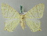  ( - BC ZSM Lep 73800)  @11 [ ] CreativeCommons - Attribution Non-Commercial Share-Alike (2015) Axel Hausmann/Bavarian State Collection of Zoology (ZSM) SNSB, Zoologische Staatssammlung Muenchen