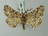  ( - BC ZSM Lep 73818)  @11 [ ] CreativeCommons - Attribution Non-Commercial Share-Alike (2015) Axel Hausmann/Bavarian State Collection of Zoology (ZSM) SNSB, Zoologische Staatssammlung Muenchen