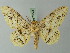 ( - BC ZSM Lep 73823)  @11 [ ] CreativeCommons - Attribution Non-Commercial Share-Alike (2015) Axel Hausmann/Bavarian State Collection of Zoology (ZSM) SNSB, Zoologische Staatssammlung Muenchen