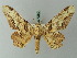  ( - BC ZSM Lep 73825)  @11 [ ] CreativeCommons - Attribution Non-Commercial Share-Alike (2015) Axel Hausmann/Bavarian State Collection of Zoology (ZSM) SNSB, Zoologische Staatssammlung Muenchen