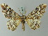  ( - BC ZSM Lep 73835)  @11 [ ] CreativeCommons - Attribution Non-Commercial Share-Alike (2015) Axel Hausmann/Bavarian State Collection of Zoology (ZSM) SNSB, Zoologische Staatssammlung Muenchen
