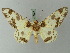  (Culcula panterinaria - BC ZSM Lep 73839)  @11 [ ] CreativeCommons - Attribution Non-Commercial Share-Alike (2015) Axel Hausmann/Bavarian State Collection of Zoology (ZSM) SNSB, Zoologische Staatssammlung Muenchen