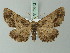  ( - BC ZSM Lep 73842)  @11 [ ] CreativeCommons - Attribution Non-Commercial Share-Alike (2015) Axel Hausmann/Bavarian State Collection of Zoology (ZSM) SNSB, Zoologische Staatssammlung Muenchen