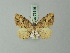  ( - BC ZSM Lep 73846)  @11 [ ] CreativeCommons - Attribution Non-Commercial Share-Alike (2015) Axel Hausmann/Bavarian State Collection of Zoology (ZSM) SNSB, Zoologische Staatssammlung Muenchen
