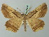  ( - BC ZSM Lep 73880)  @11 [ ] CreativeCommons - Attribution Non-Commercial Share-Alike (2015) Axel Hausmann/Bavarian State Collection of Zoology (ZSM) SNSB, Zoologische Staatssammlung Muenchen