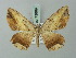  ( - BC ZSM Lep 73889)  @11 [ ] CreativeCommons - Attribution Non-Commercial Share-Alike (2015) Axel Hausmann/Bavarian State Collection of Zoology (ZSM) SNSB, Zoologische Staatssammlung Muenchen