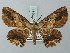  (Ceruncina subsimilis - BC ZSM Lep 73891)  @14 [ ] CreativeCommons - Attribution Non-Commercial Share-Alike (2015) Axel Hausmann/Bavarian State Collection of Zoology (ZSM) SNSB, Zoologische Staatssammlung Muenchen