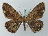  ( - BC ZSM Lep 73898)  @13 [ ] CreativeCommons - Attribution Non-Commercial Share-Alike (2015) Axel Hausmann/Bavarian State Collection of Zoology (ZSM) SNSB, Zoologische Staatssammlung Muenchen