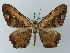  ( - BC ZSM Lep 73903)  @12 [ ] CreativeCommons - Attribution Non-Commercial Share-Alike (2015) Axel Hausmann/Bavarian State Collection of Zoology (ZSM) SNSB, Zoologische Staatssammlung Muenchen