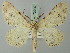 ( - BC ZSM Lep 73905)  @11 [ ] CreativeCommons - Attribution Non-Commercial Share-Alike (2015) Axel Hausmann/Bavarian State Collection of Zoology (ZSM) SNSB, Zoologische Staatssammlung Muenchen