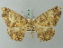  ( - BC ZSM Lep 73912)  @11 [ ] CreativeCommons - Attribution Non-Commercial Share-Alike (2015) Axel Hausmann/Bavarian State Collection of Zoology (ZSM) SNSB, Zoologische Staatssammlung Muenchen