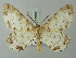  ( - BC ZSM Lep 73916)  @11 [ ] CreativeCommons - Attribution Non-Commercial Share-Alike (2015) Axel Hausmann/Bavarian State Collection of Zoology (ZSM) SNSB, Zoologische Staatssammlung Muenchen
