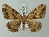  ( - BC ZSM Lep 74297)  @12 [ ] CreativeCommons - Attribution Non-Commercial Share-Alike (2015) Axel Hausmann/Bavarian State Collection of Zoology (ZSM) SNSB, Zoologische Staatssammlung Muenchen
