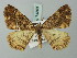  (Uliura combustaria - BC ZSM Lep 74300)  @11 [ ] CreativeCommons - Attribution Non-Commercial Share-Alike (2015) Axel Hausmann/Bavarian State Collection of Zoology (ZSM) SNSB, Zoologische Staatssammlung Muenchen