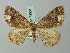 (Uliura albidentata - BC ZSM Lep 74301)  @11 [ ] CreativeCommons - Attribution Non-Commercial Share-Alike (2015) Axel Hausmann/Bavarian State Collection of Zoology (ZSM) SNSB, Zoologische Staatssammlung Muenchen