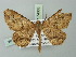  (Uliura kurokoi - BC ZSM Lep 74303)  @11 [ ] CreativeCommons - Attribution Non-Commercial Share-Alike (2015) Axel Hausmann/Bavarian State Collection of Zoology (ZSM) SNSB, Zoologische Staatssammlung Muenchen