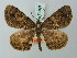  (Xylopteryx doto - BC ZSM Lep 74308)  @11 [ ] CreativeCommons - Attribution Non-Commercial Share-Alike (2015) Axel Hausmann/Bavarian State Collection of Zoology (ZSM) SNSB, Zoologische Staatssammlung Muenchen