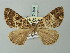  ( - BC ZSM Lep 74309)  @11 [ ] CreativeCommons - Attribution Non-Commercial Share-Alike (2015) Axel Hausmann/Bavarian State Collection of Zoology (ZSM) SNSB, Zoologische Staatssammlung Muenchen