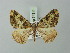  (Xylopteryx emunctaria - BC ZSM Lep 74311)  @14 [ ] CreativeCommons - Attribution Non-Commercial Share-Alike (2015) Axel Hausmann/Bavarian State Collection of Zoology (ZSM) SNSB, Zoologische Staatssammlung Muenchen