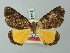 ( - BC ZSM Lep 74313)  @13 [ ] CreativeCommons - Attribution Non-Commercial Share-Alike (2015) Axel Hausmann/Bavarian State Collection of Zoology (ZSM) SNSB, Zoologische Staatssammlung Muenchen