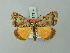  ( - BC ZSM Lep 74314)  @11 [ ] CreativeCommons - Attribution Non-Commercial Share-Alike (2015) Axel Hausmann/Bavarian State Collection of Zoology (ZSM) SNSB, Zoologische Staatssammlung Muenchen