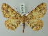  ( - BC ZSM Lep 74319)  @11 [ ] CreativeCommons - Attribution Non-Commercial Share-Alike (2015) Axel Hausmann/Bavarian State Collection of Zoology (ZSM) SNSB, Zoologische Staatssammlung Muenchen