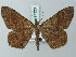  (Paradarisa lignicolor - BC ZSM Lep 74320)  @11 [ ] CreativeCommons - Attribution Non-Commercial Share-Alike (2015) Axel Hausmann/Bavarian State Collection of Zoology (ZSM) SNSB, Zoologische Staatssammlung Muenchen