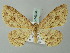  ( - BC ZSM Lep 74323)  @14 [ ] CreativeCommons - Attribution Non-Commercial Share-Alike (2015) Axel Hausmann/Bavarian State Collection of Zoology (ZSM) SNSB, Zoologische Staatssammlung Muenchen